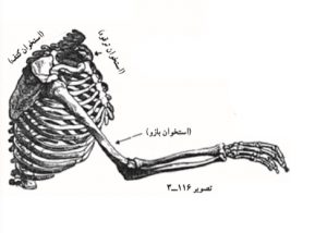 طراحی دست _ آموزشگاه نقاشی شرق تهران